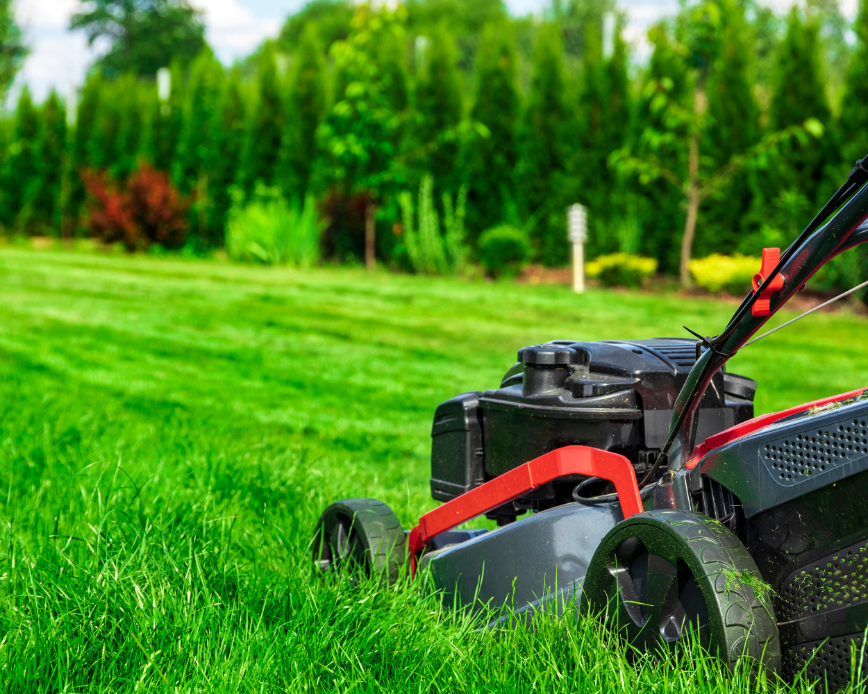 lawn